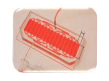 胚胎水平药物筛选微流控芯片