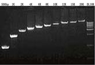 供应 Super-Fidelity DNA Polymerase|高保真DNA聚合酶|PCR试剂|PCR聚合酶