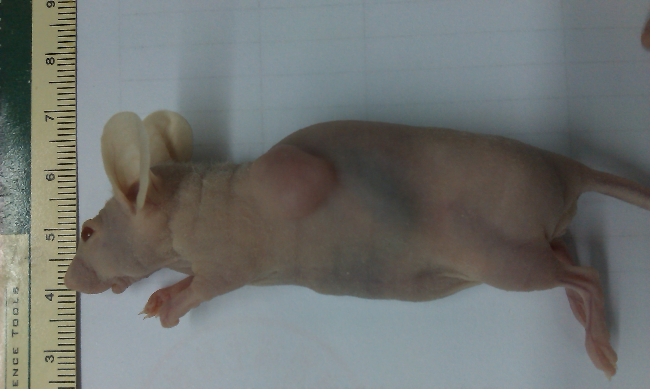 小鼠皮下肿瘤动物模型