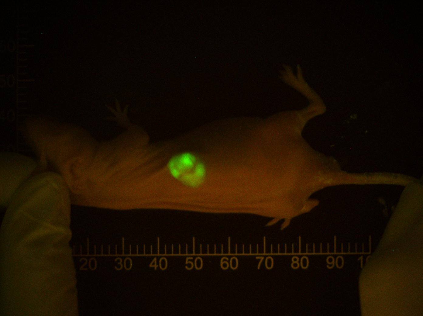 荧光皮下肿瘤动物模型