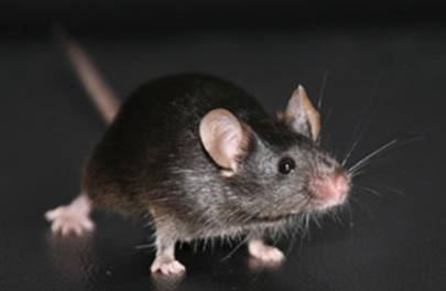 基因过表达小鼠构建