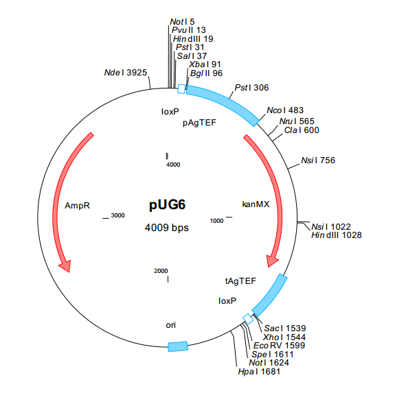 pUG6 基因敲除载体质粒产品图