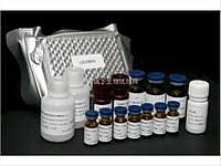 免费代测马主要组织相容性复合体原装(MHC/ELA)ELISA Kit 试剂盒价格