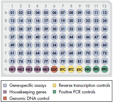 细胞发育与分化lncRNA PCR芯片（小鼠） RT2 lncRNA PCR Array Mouse Cell Development & Differentiation 