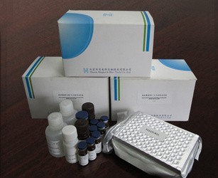 原装现货人内皮型一氧化氮合成酶现货供应(eNOS)ELISA Kit免费代测，试剂盒价格，科研检测