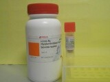 HeLa 人宫颈癌细胞 产品图