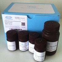快速组织免疫荧光染色试剂盒（BPTIF30）