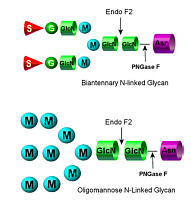 内切糖苷酶 F2 Endoglycosidase F2