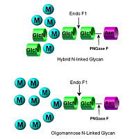 内切糖苷酶 F1 Endoglycosidase F1  