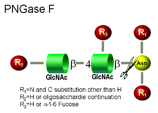 糖基肽酶（N糖苷肽酶F）PNGasF (Peptide N Glycosidase F)  