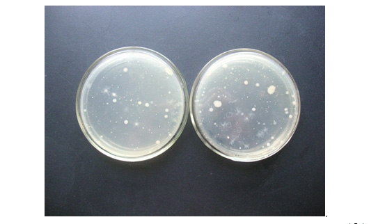 硅酸盐细菌培养基（含琼脂）价格