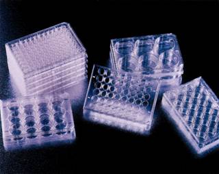 美国BD353078细胞培养板(Cell Culture Plate)