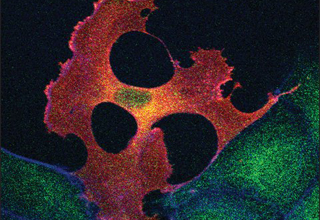 Monoclonal ANTI-FLAG® M2 antibody produced in mouse