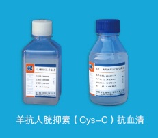 羊抗人胱抑素C（Cys-C）抗血清