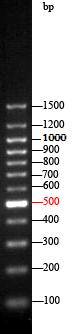 DNA Marker DL1003