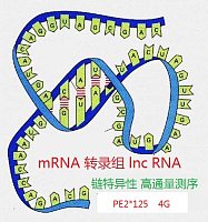 链特异转录组测序strand specific RNA-seq