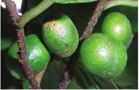 厂家供应非洲臀果木提取物2.5%植物甾醇