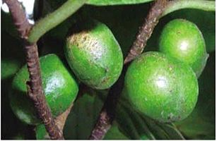 厂家供应非洲臀果木提取物2.5%植物甾醇