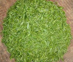 厂家供应绿茶提取物茶多酚98%
