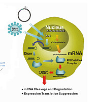 慢病毒载体克隆
