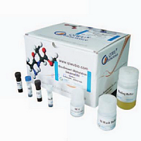 妙聚 甲基化修饰通用试剂盒BisulDream®--Methylation Universal Kit