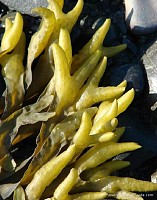厂家供应墨角藻提取物0.1%有机碘