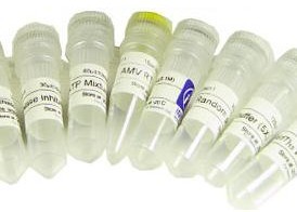  白介素11抗体
