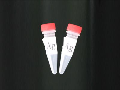 TGF-β诱导早期应答基因1抗体