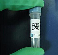 细胞骨架相关蛋白SM22α抗体