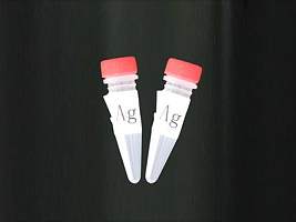 嗜酸粒细胞趋化蛋白24抗体