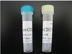 激肽释放酶10抗体