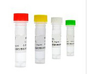 G蛋白偶联受体109A抗体