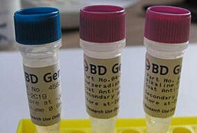 诱导协同刺激分子CD278抗体