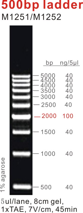 东盛DNA Marker 500 bp ladder EB适用 M1251-M1252