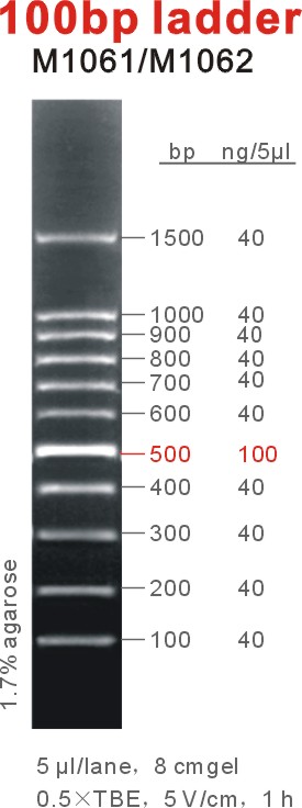 东盛DNA Marker 100 bp ladder EB适用 M1061-M1062