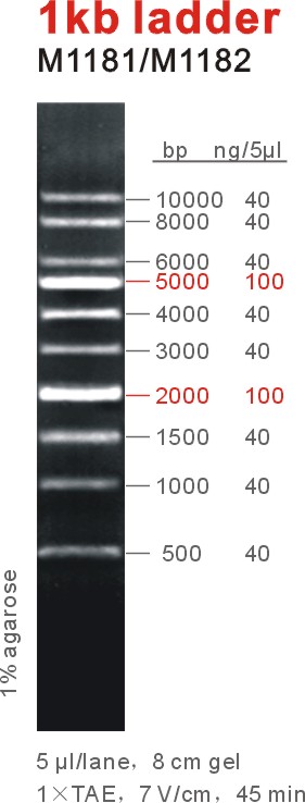东盛DNA Marker 10 bp ladder PAGE电泳 M1011-M1012