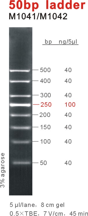 东盛DNA Marker 50 bp ladder EB适用 M1041-M1042