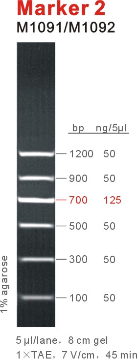 东盛DNA Marker Marker2 EB适用 M1091-M1092