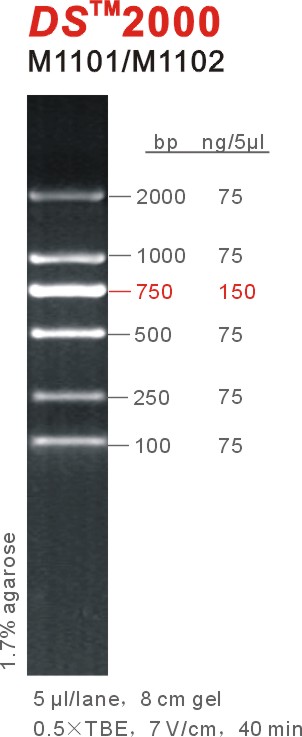 东盛 DNA Marker DS2000 2000bp 2kb EB适用 M1101-M1102
