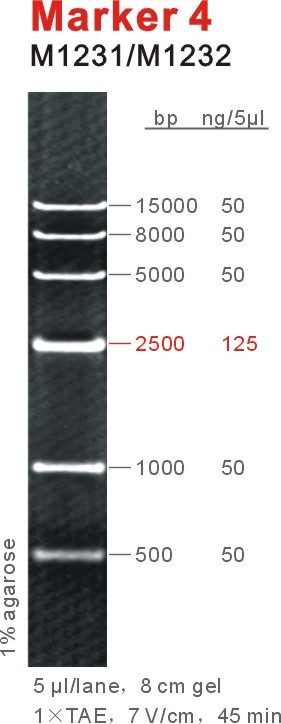 东盛DNA Marker Marker4 EB适用 M1231-M1232