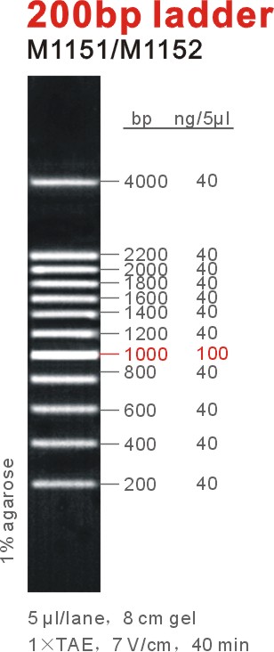 东盛DNA Marker 200 bp ladder EB适用 M1151-M1152