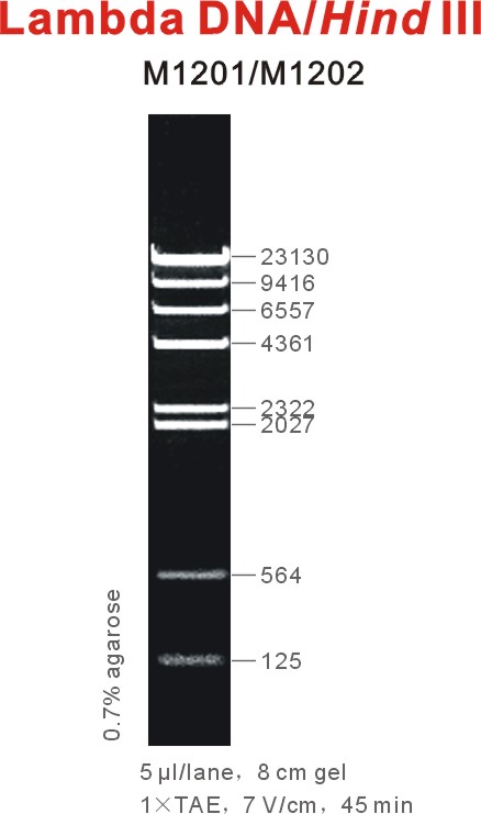 东盛DNA Marker Lambda DNA/Hind III 酶切 M1201 M1202