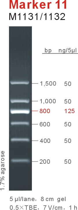东盛DNA Marker Marker11 EB适用 M1131-M1132