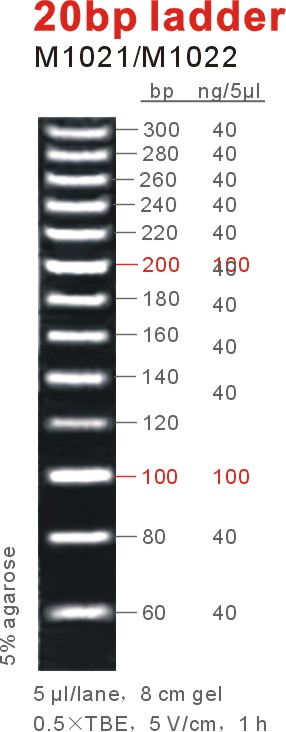 东盛DNA Marker 20bp ladder PAGE电泳 M1021-M1022