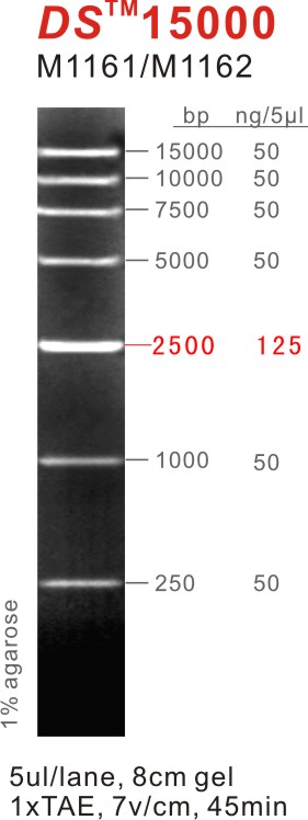 东盛DNA Marker DS15000 15000bp 15kb M1161 M1162