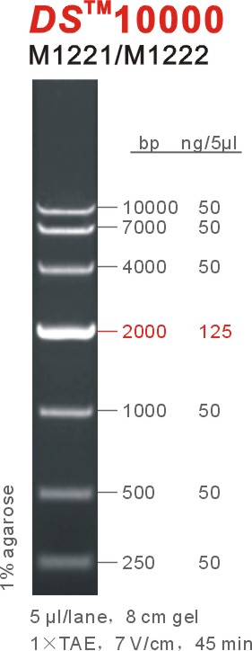东盛 DNA Marker DS10000 10000bp 10kb M1221 M1222