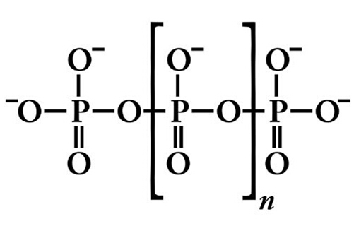 中链聚磷酸盐polyphosphate, polyP