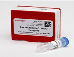  脂质体2000转染试剂、Lipofectamine 2000 Reagent11668-019 