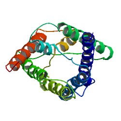 人水通道蛋白1(AQP-1)elisa试剂盒|定量检测