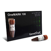 GD OneMARK 100 螢光 DNA Marker (DNA Ladder)